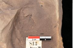 Foto (Detailsansicht) von Quercus palaeoilex Ettingshausen (NHMW-GEO-2024-0188-0813)